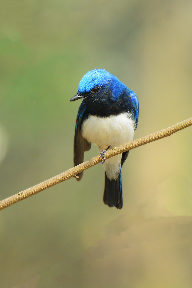 科">鷒科 /a>姬鷒属的 a target="_blank" href="/item/鸟类/278334"