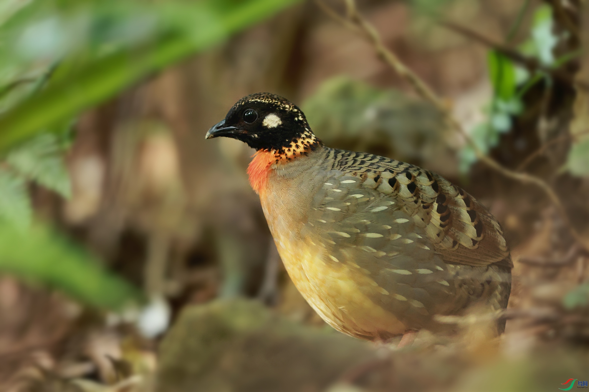 海南山鹧鸪