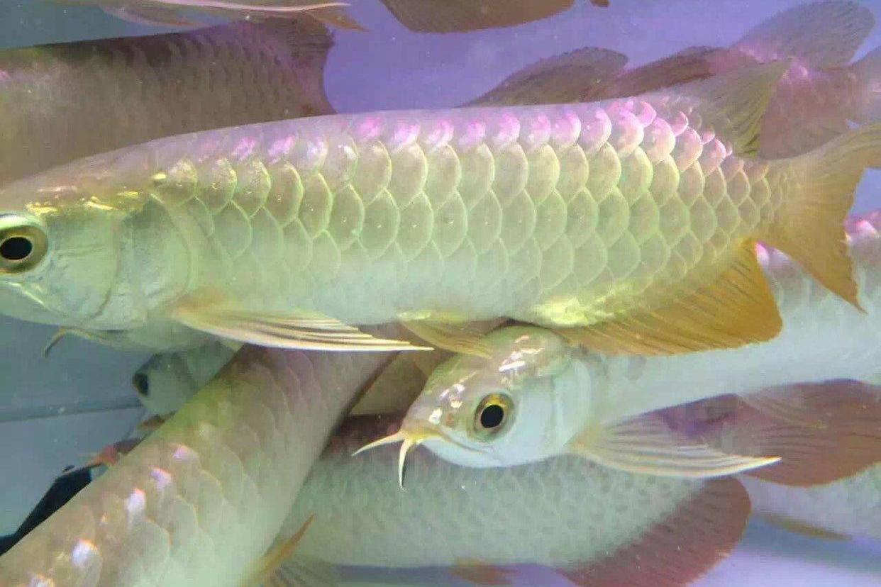  p>同乐鱼即石首鱼,是 a target="_blank" href=