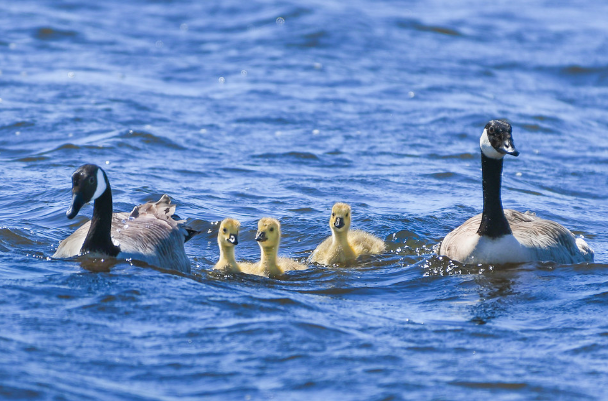  i>branta hutchinsii /i>):是一种分布于北美的鸭科黑雁属的黑色大雁