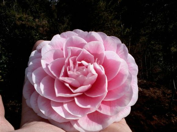  p>粉丹:福建别名—— a href="#" data-lemmaid="6533124">五色赤丹 