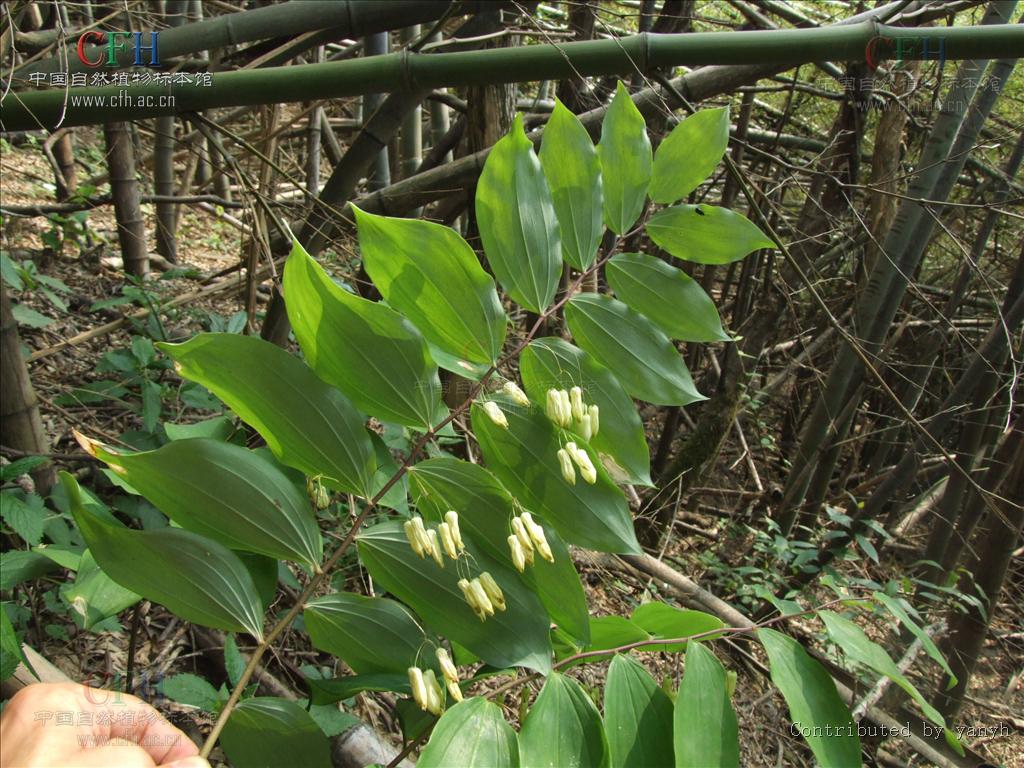  p>多花黄精(学名: i>polygonatum cyrtonema  /i>hua)是百合科黄精属