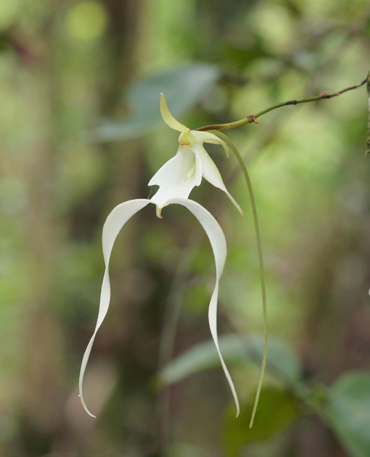 dendrophylax lindenii