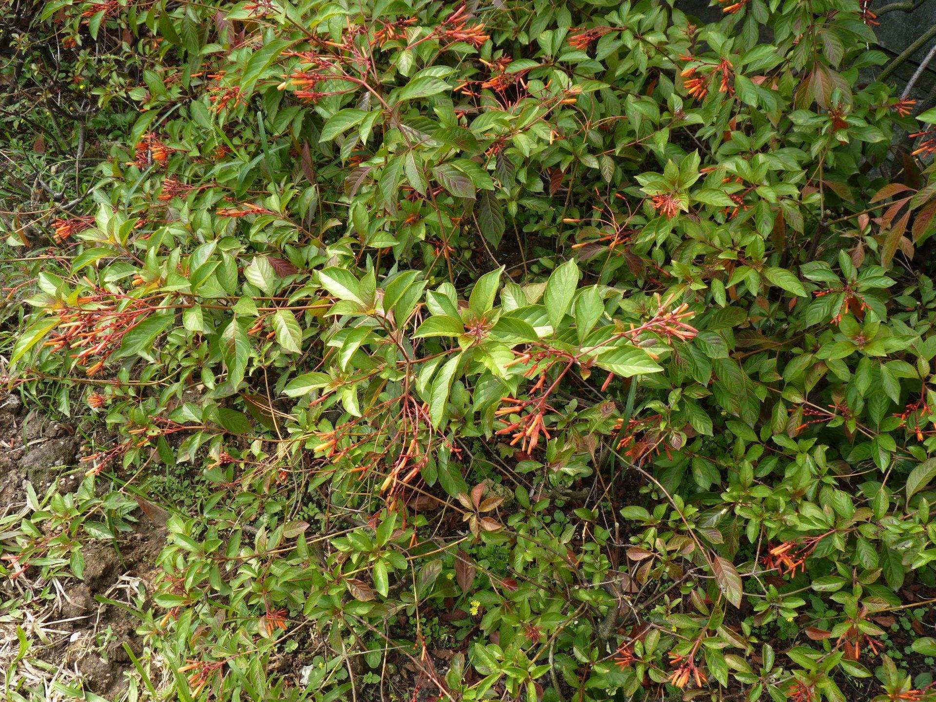  p>长隔木属,分布于中, a target="_blank" href="/item/南美洲