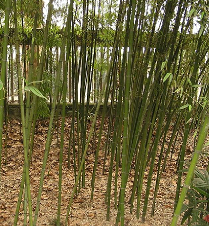  p>甜笋竹(学名: i>phyllostachys elegans  /i>mcclure)是禾本科