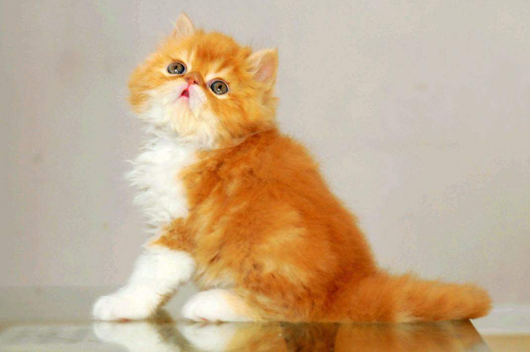 萌萌波斯猫