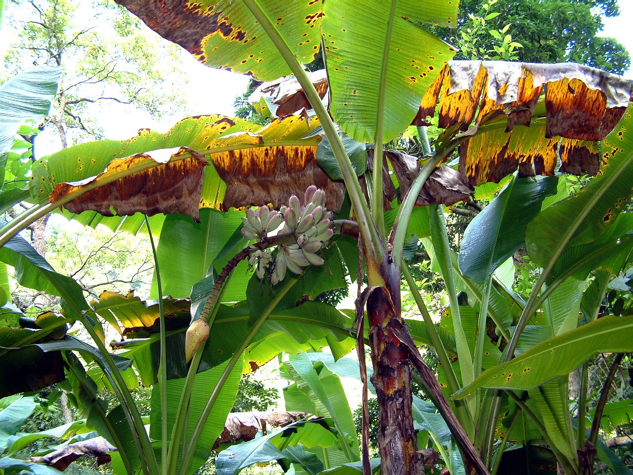  p>树头芭蕉(学名:musa wilsonii),为 a href="#">芭蕉科 /a>, a href