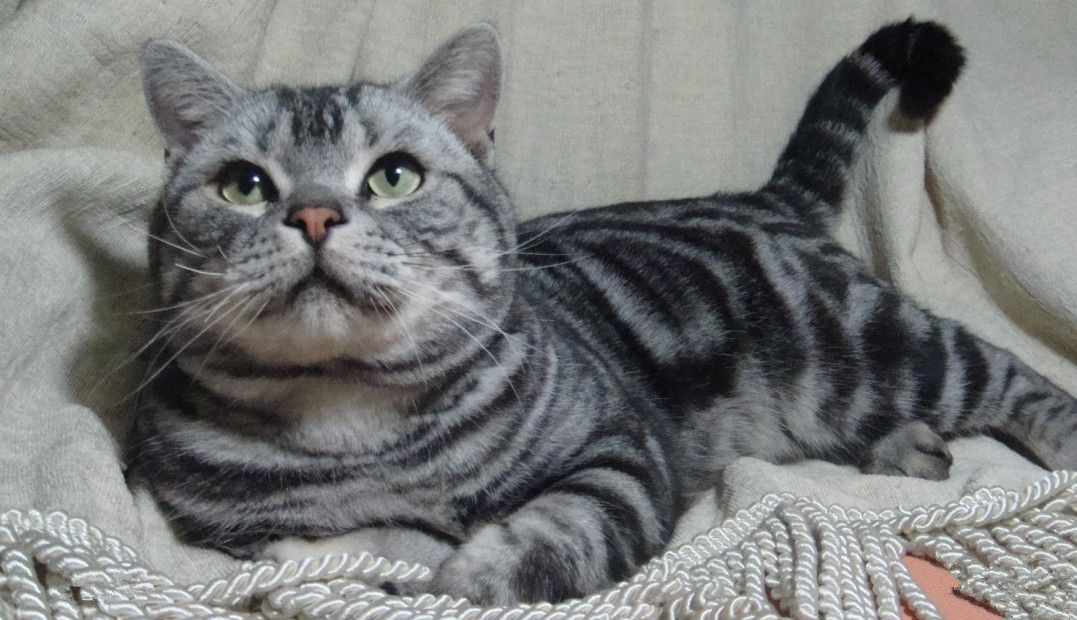  p>美国短毛猫是原产于美国的一种猫,其祖先为欧洲早期移民带到北美的