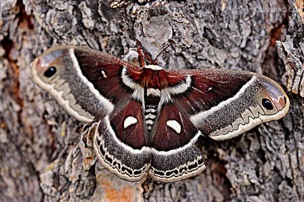  p data-id="tieupsfdd5dd">天蚕蛾是鳞翅目天蚕蛾科昆虫.