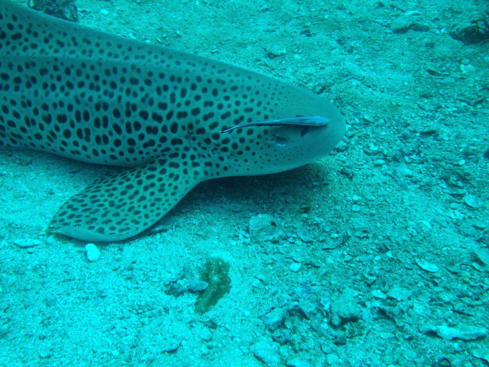  p>豹纹鲨(学名: i>stegostoma tigrinum /i>)是豹纹鲨科,豹纹鲨属