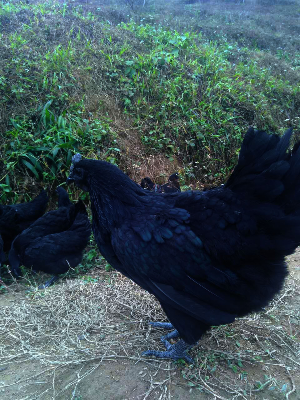  p data-id="go0hqmr1j8">藏鸡是分布于我国 