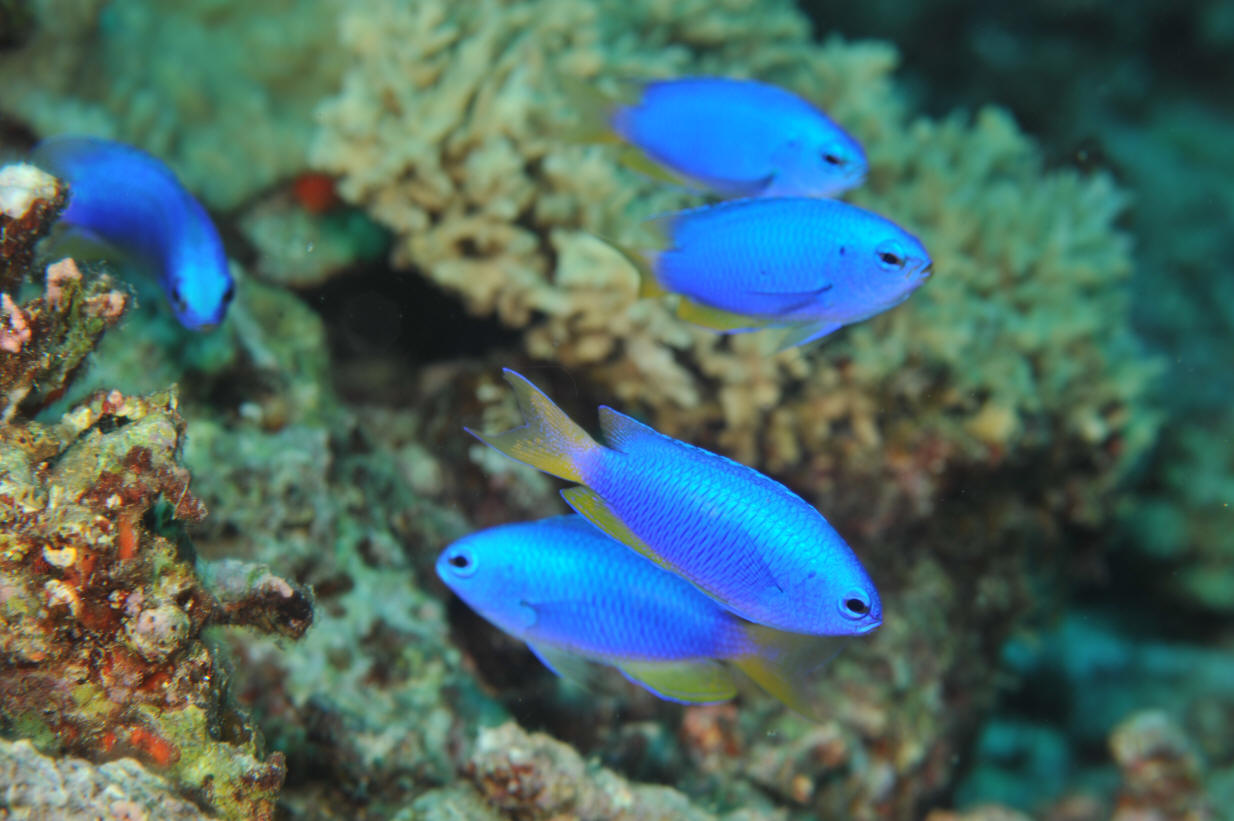  p>霓虹雀鲷,为 a target="_blank" href="/item/雀鲷科/5057755"