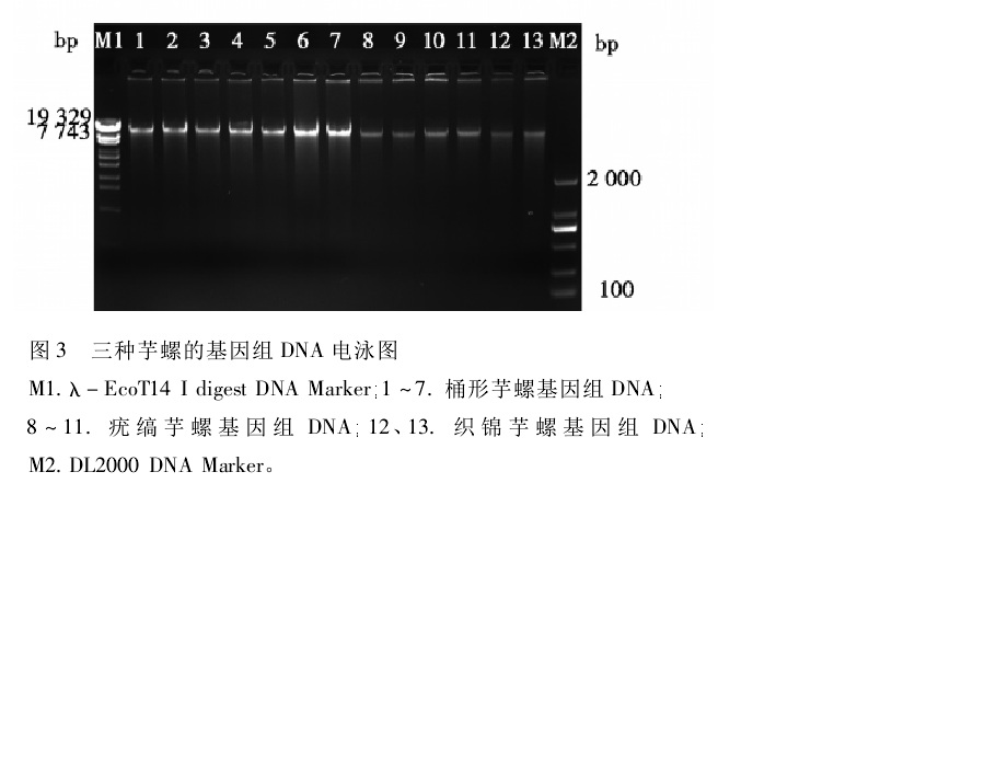  p>芋螺毒素(conotoxin或conopeptide,或ctx),由 a target="_blank"