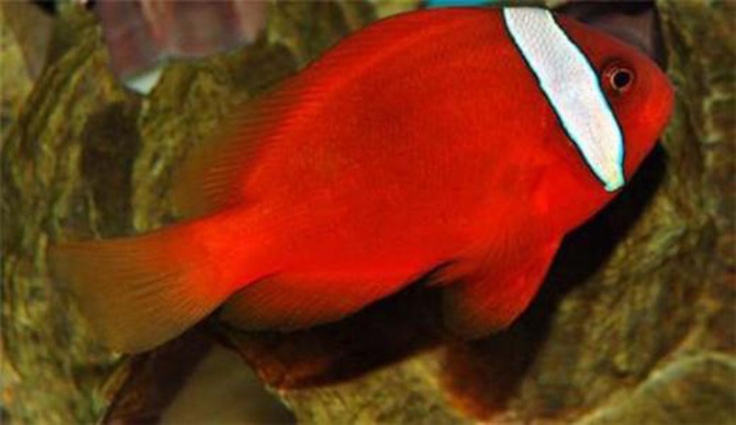 红小丑鱼