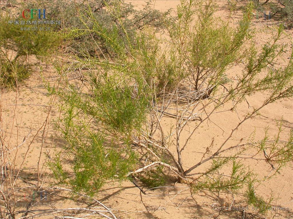  p> b>沙蒿 /b>(学名: i> i>artemisia desertorum /i>  /i>spreng.