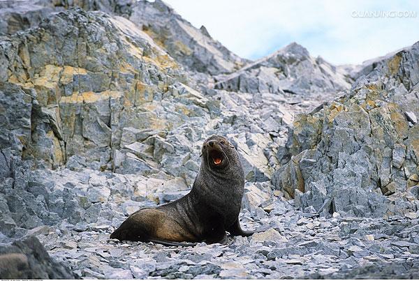  p>海豹是对 a href="#">鳍足亚目 /a>种 a href="#">海豹科 /a>动物