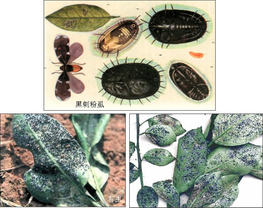 属 a href="#" data-lemmaid="15562883">同翅目粉虱科 /a>.