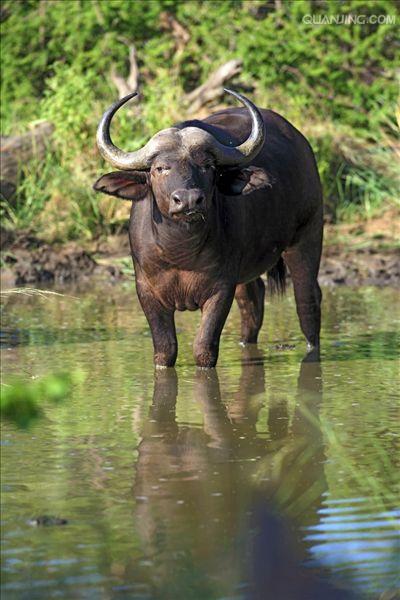 非洲水牛