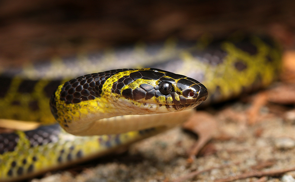  p>黄链蛇(拉丁学名: i>dinodon flavozonatum /i>),游蛇科链蛇属,是