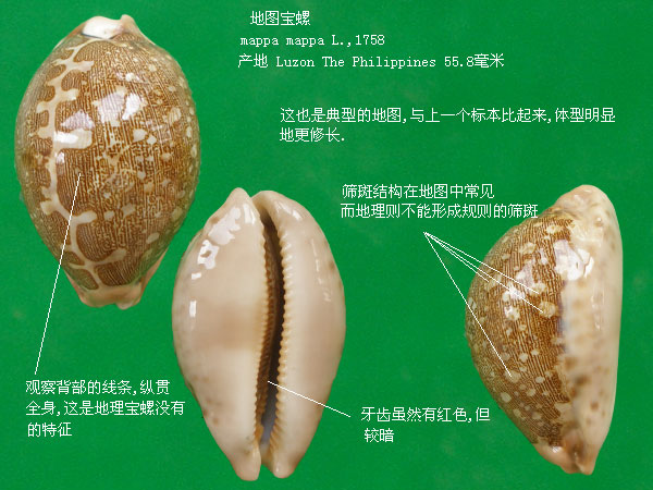  p>地理宝螺(学名:leporicypraea geographica geogra
