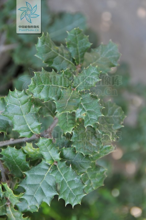  p>刺叶属,为 a target="_blank" href="/item/石竹目/6741715" data