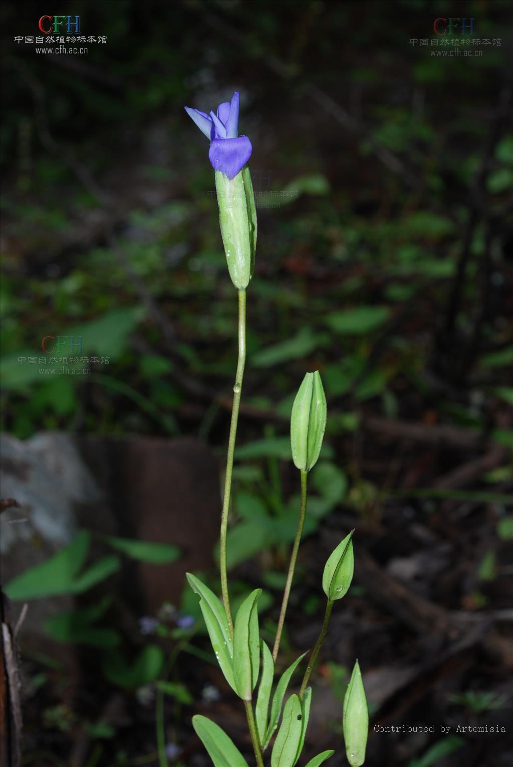 gentianopsis contorta