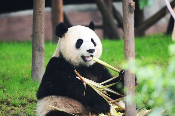 大熊猫莉莉