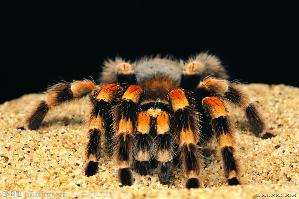  p>捕鱼蛛(dolomedes)属于盗蛛科,又称食鱼蜘蛛,狡蛛,跑蛛等.