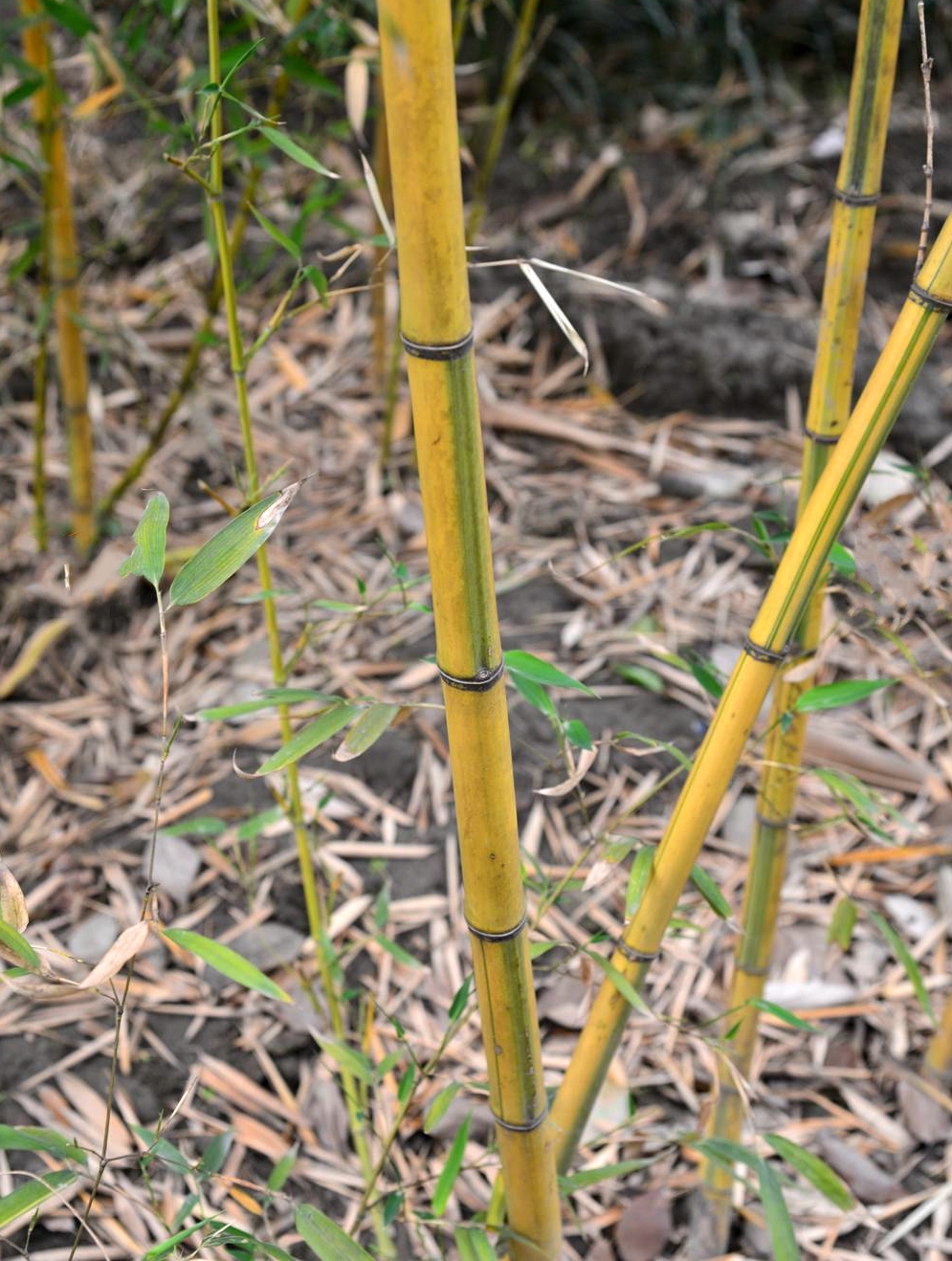  p>黄皮绿筋竹(学名: i>phyllostachys sulphurea /i> (carr.) a.