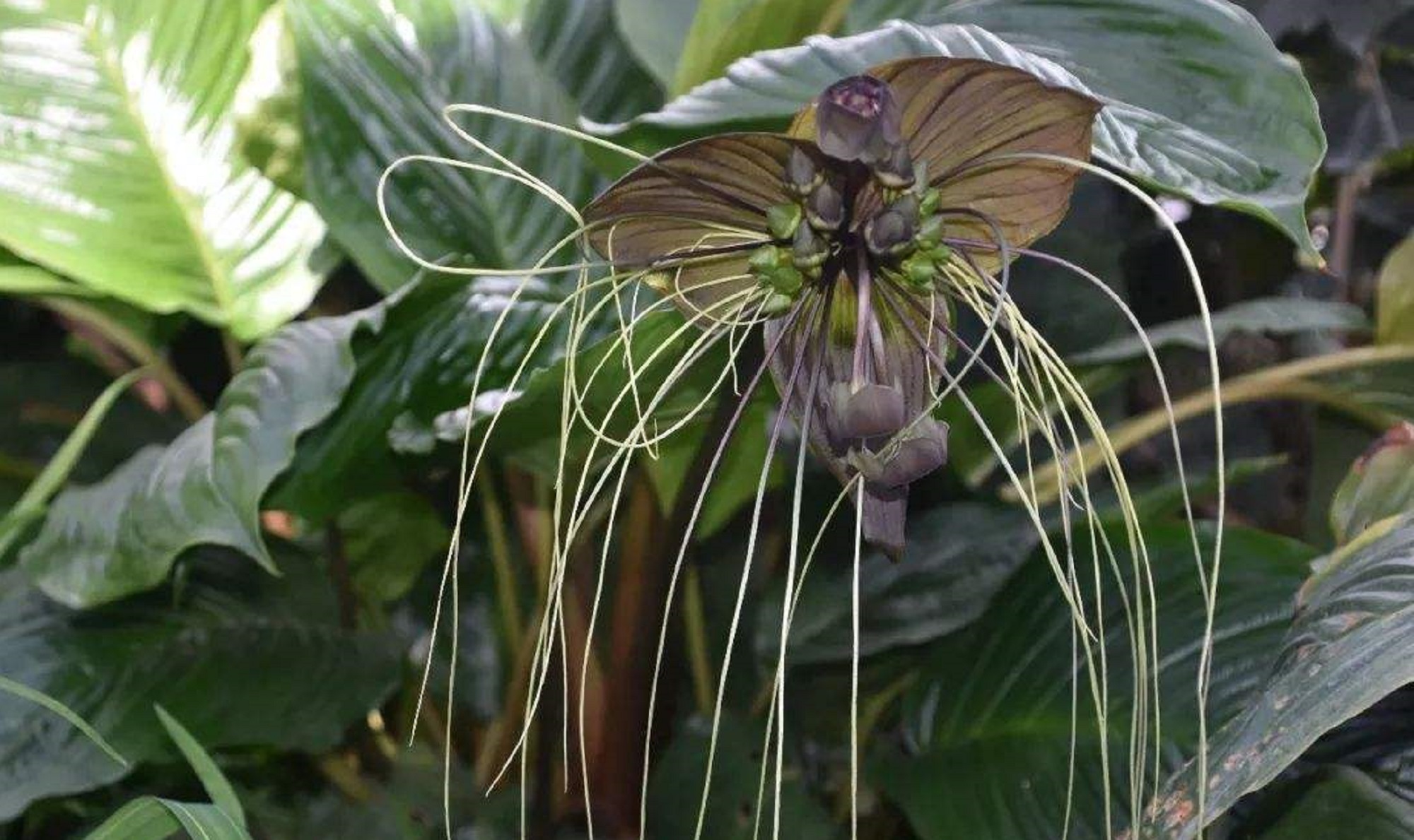  p>箭根薯(学名: i>tacca chantrieri /i> andre)是蒟蒻薯科蒟蒻薯属