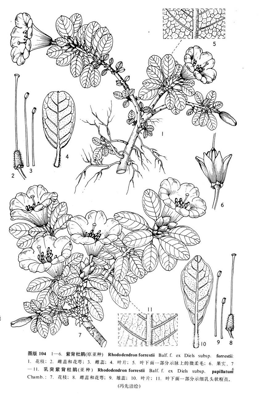 f.exdielssubsp.papillatum