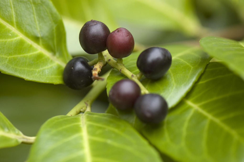  p data-id="gnb963xtbd">桂樱( i>prunus /i>  i>laurocerasus /i> l