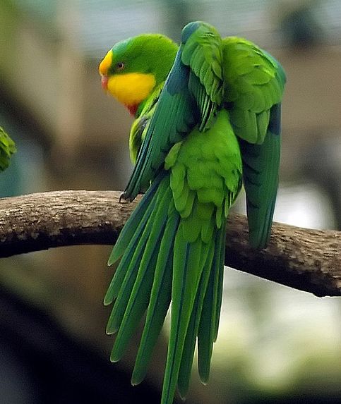  p>超级鹦鹉(学名:polytelis swainsonii)是典型的 a href="#" data