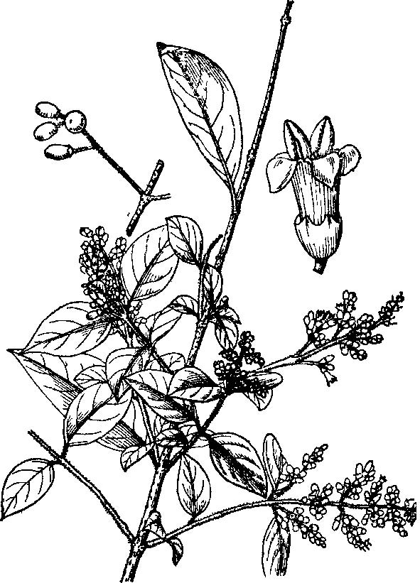  p>总梗女贞(学名:ligustrum pricei),灌木或小乔木,为 a target="