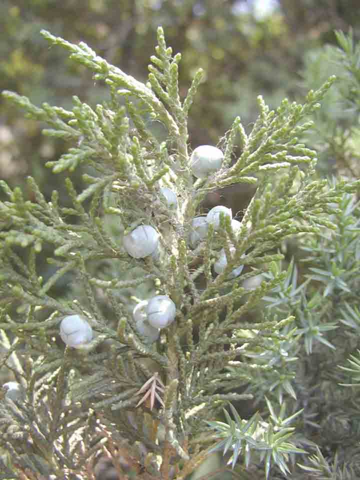m. shen)是伞形科阿魏属植物,多年生一次结果的草本,高0.5-1.