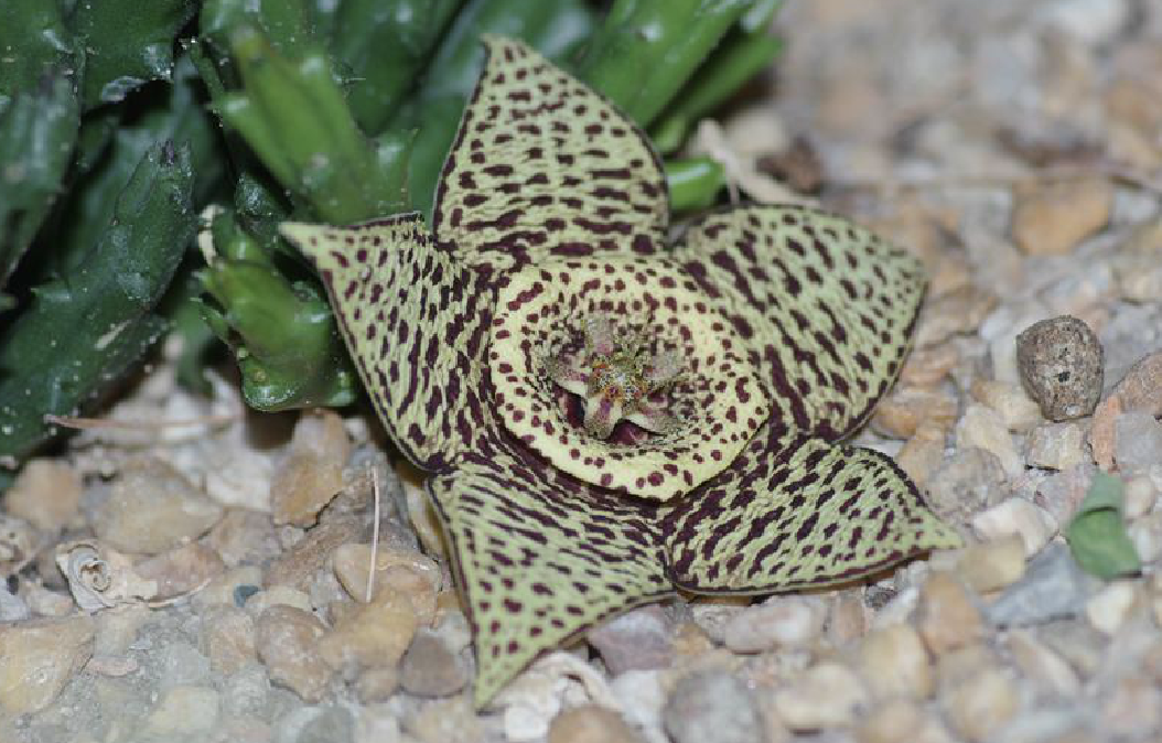 c. leach)是马利筋亚科豹皮花属植物.