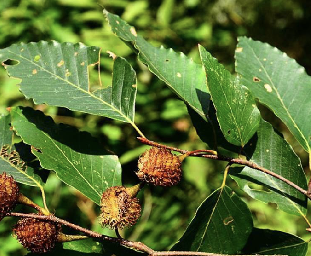  p>水青冈(学名: i>fagus longipetiolata  /i>seem.