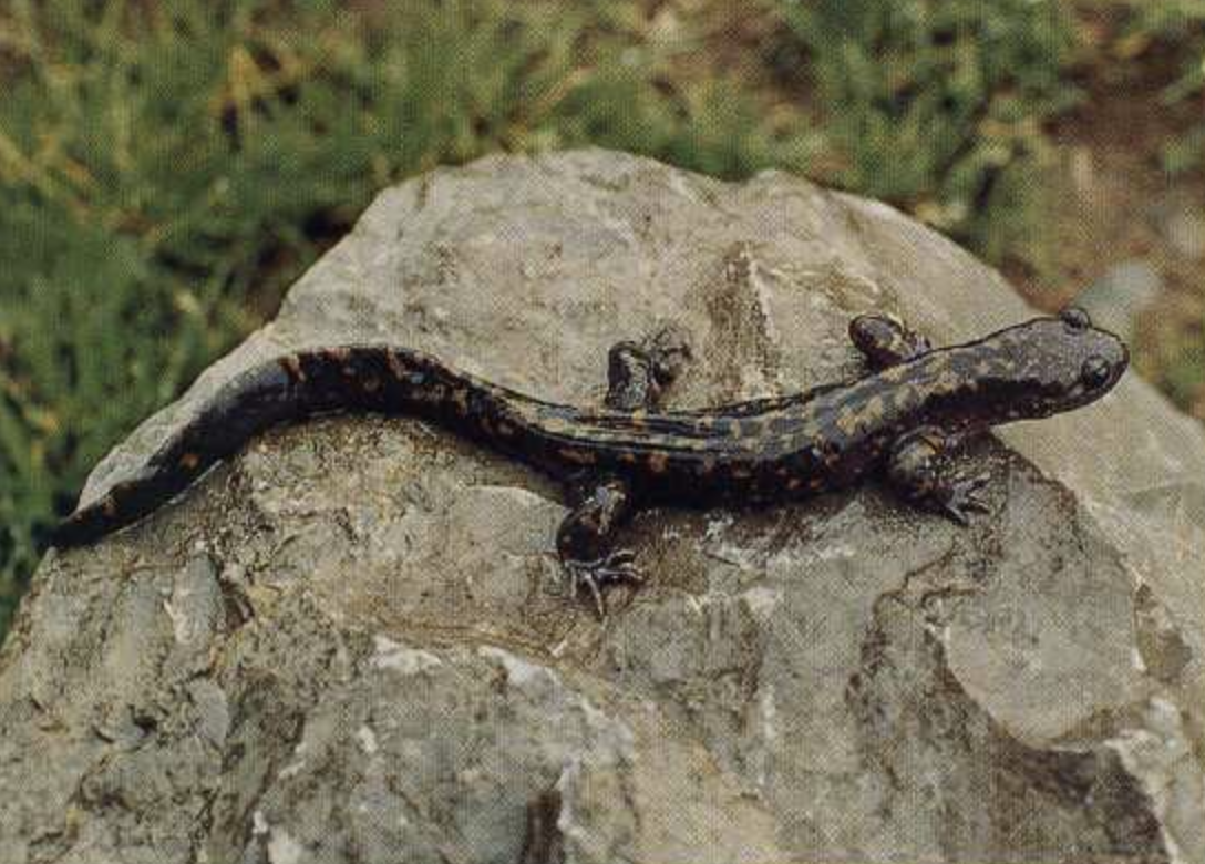  p>黄斑拟小鲵(学名: i>pseudohynobius flavomaculatus /i>)是小鲵科