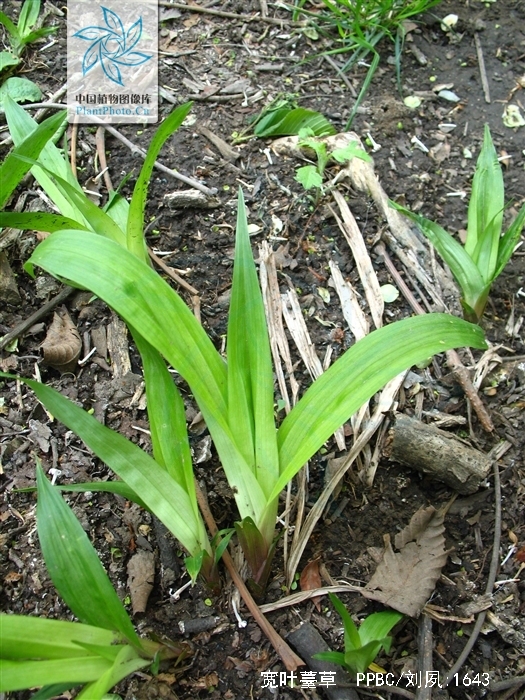  p>宽叶薹草(学名: i>carex siderosticta /i> hance)是莎草科薹草属