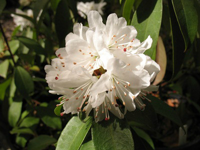  p>锈叶杜鹃(学名: i>rhododendron siderophyllum /i> franch.