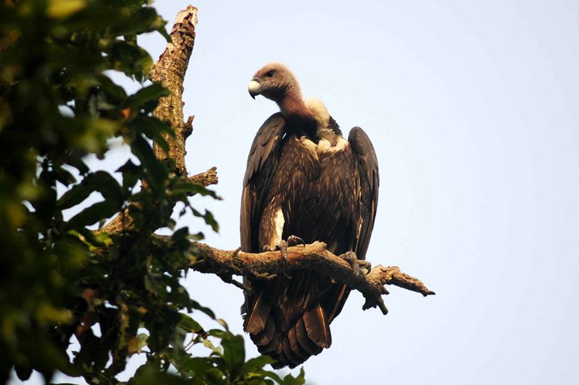  p>拟兀鹫(学名: i>gyps bengalensis /i>):是中型 a target="_blank"