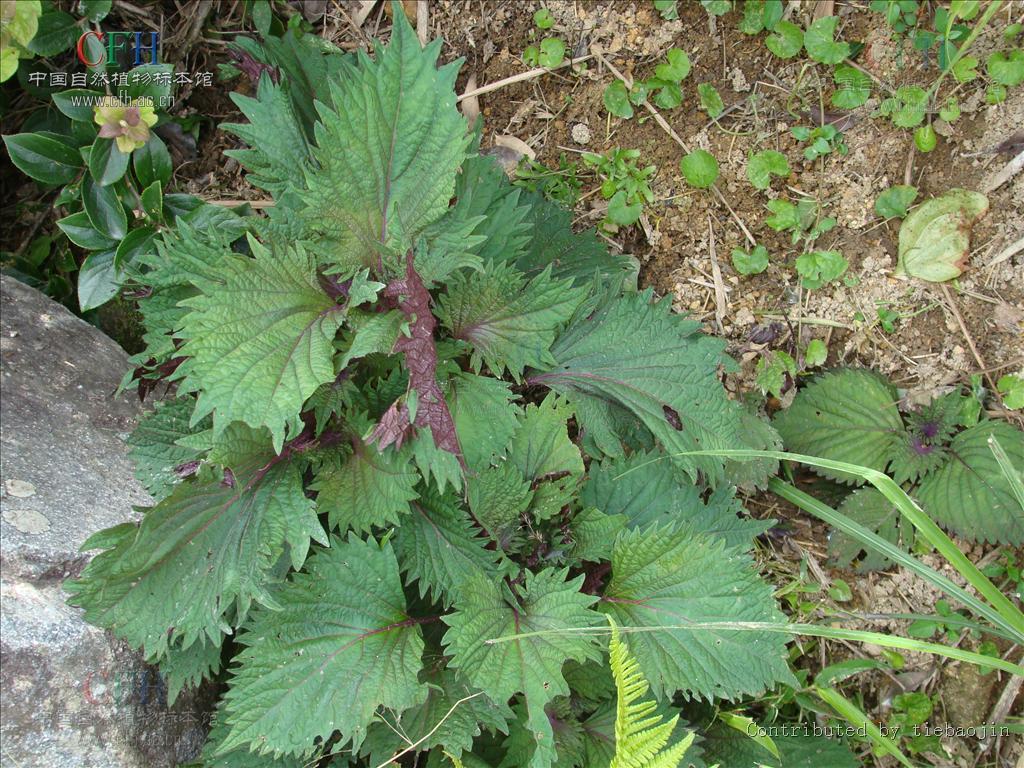  p>苏梗是一种中药材,是 a target="_blank" h