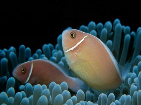  p>粉红双锯鱼(学名: i> /i> i>amphiprion perideraion  /i>): a