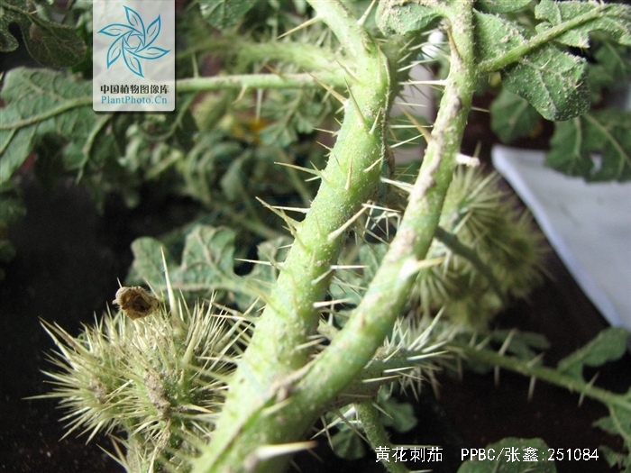  p>黄花刺茄(学名: i>solanum  rostratum   /i>dunal)是茄科,茄属