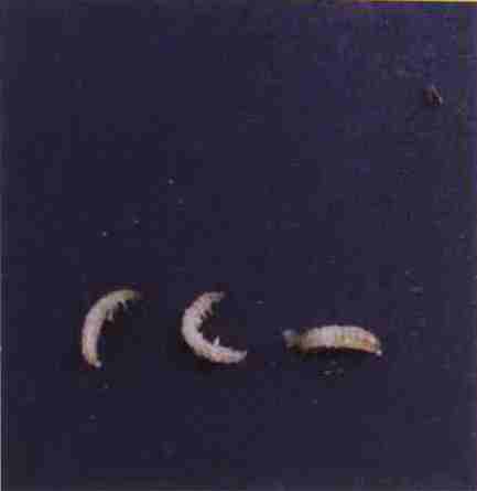  p>锯谷盗为鞘翅目(coleoptera),锯谷盗科(silvanidae)的一种 a