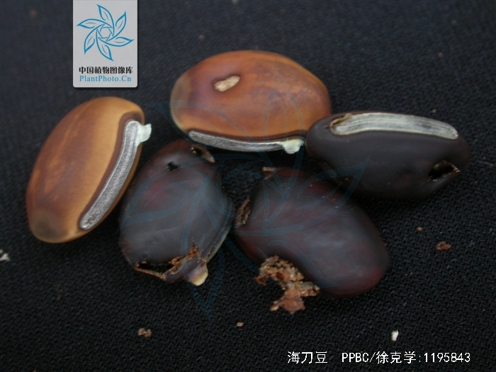  p>海刀豆(学名: i>canavalia&nbsp;rosea /i>&nbsp;(sw.