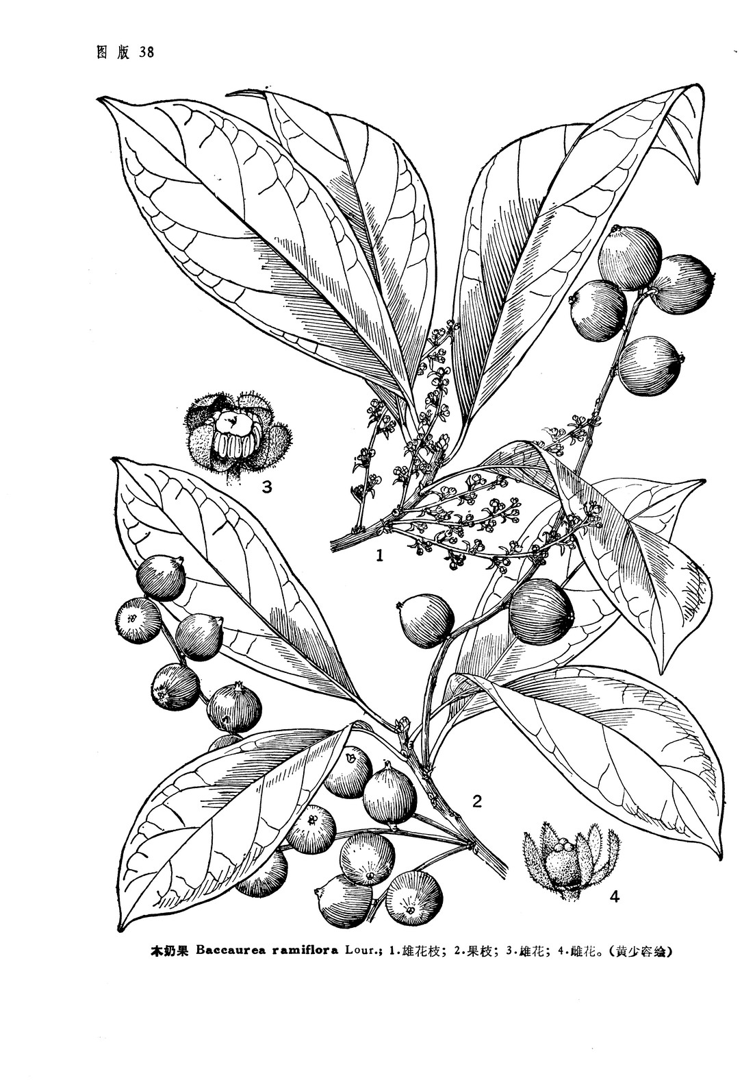 木奶果属, a href="#" data-lemmaid="4866280">大戟科 /a>,约70种