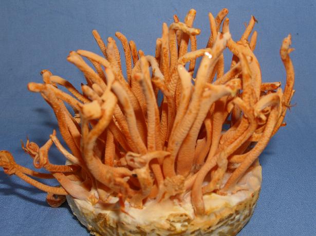  p>北虫草是北冬虫夏草的简称,也叫蛹虫草或蛹草,是菌结合的药用真菌.