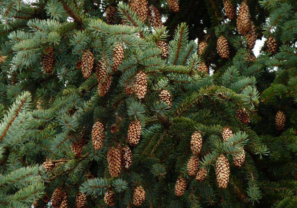  p>云杉属(拉丁文: i>picea /i>)是 a target="_blank" href="/item