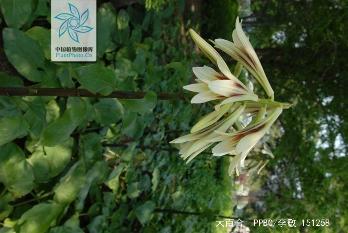  p>大百合(拉丁学名: i>cardiocrinum giganteum /i>(wall.